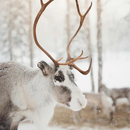 Serenity - Hot Tub & Sauna Levi