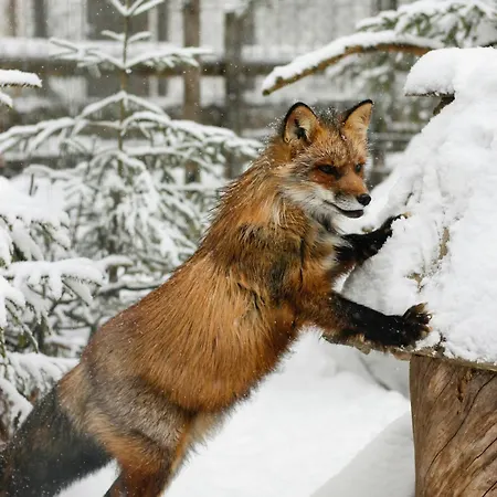 Serenity - Hot Tub & Sauna Willa Levi